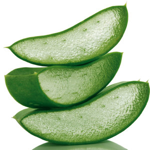 Aloes
