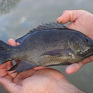 Tilapia
