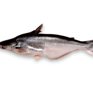 Panga