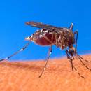 Jak nie dać się komarom?