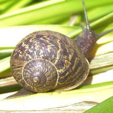 Jak pozbyć się z ogrodu ślimaków?