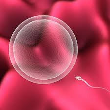 Połowa cyklu: owulacja