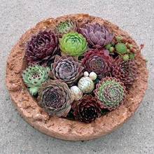 W jaki sposób uprawiać rojniki?