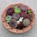 W jaki sposób uprawiać rojniki?