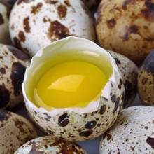 Jakie są zalety przepiórczych jaj?