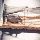 Jak poradzić sobie z myszą w domu?