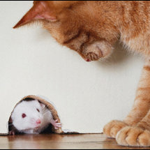 Zidentyfikuj drogę, którą przyszła