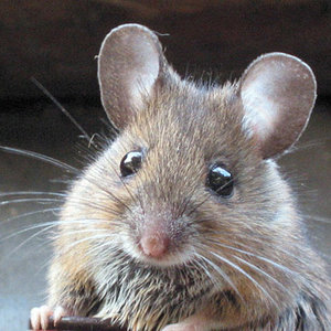 Zorganizuj polowanie