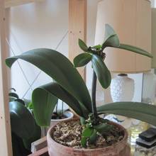 W jaki sposób rozmnożyć storczyki?