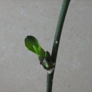 Pojawienie się keiki