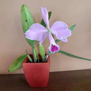 Odpowiednia doniczka