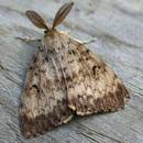 Sposoby na pozbycie się moli