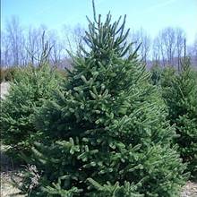 W jaki sposób nawozić świerki?