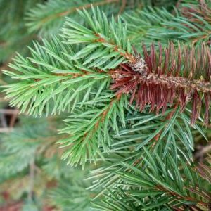 Zbrązowiałe końcówki