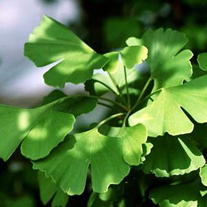 Miłorząb japoński