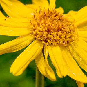 Na siniaki i odmrożenia