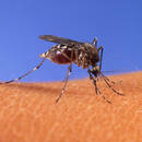 Jak przygotować tonik na ukąszenia komarów?