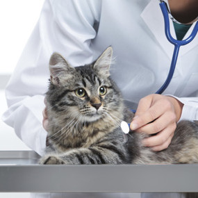 Jakie szczepienia są konieczne dla kota?