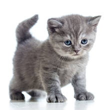 Czym należy karmić kocięta?