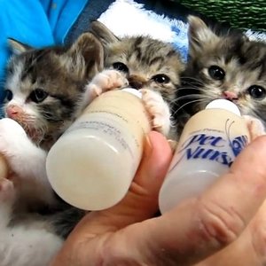 Odchodzenie od mleka