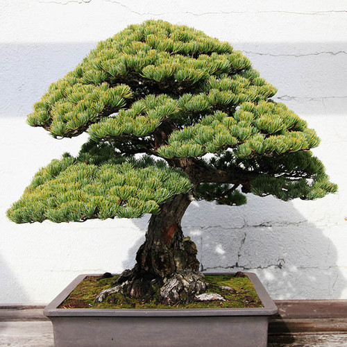 Jak sadzić i dbać o drzewko bonsai?