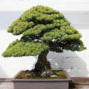 Jak sadzić i dbać o drzewko bonsai?