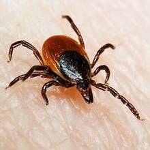 W jaki sposób należy wyjąć kleszcza?