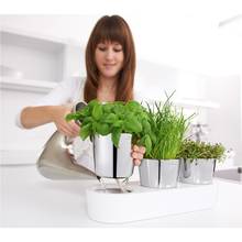 Zasady uprawy ziół w doniczkach