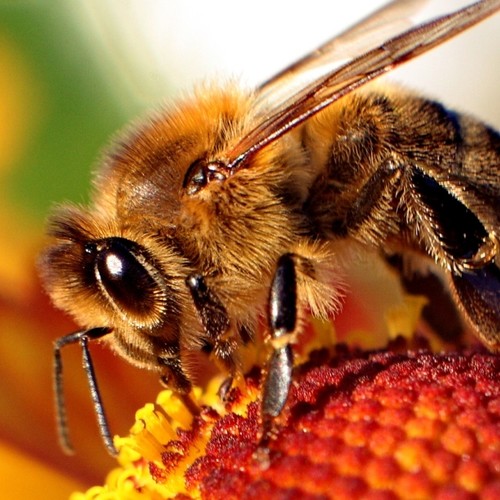 Uczulenie na jad pszczeli