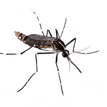 Jak przygotować skuteczny środek na komary?