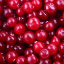 Jak z powodzeniem uprawiać żurawinę?