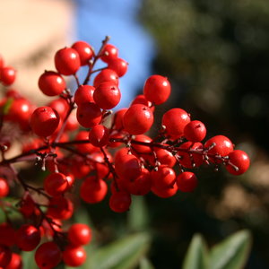 Podlewanie żurawiny