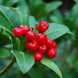 Stanowisko dla żurawiny