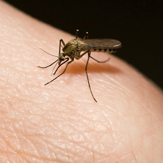 Co pomaga na ukąszenie komara?