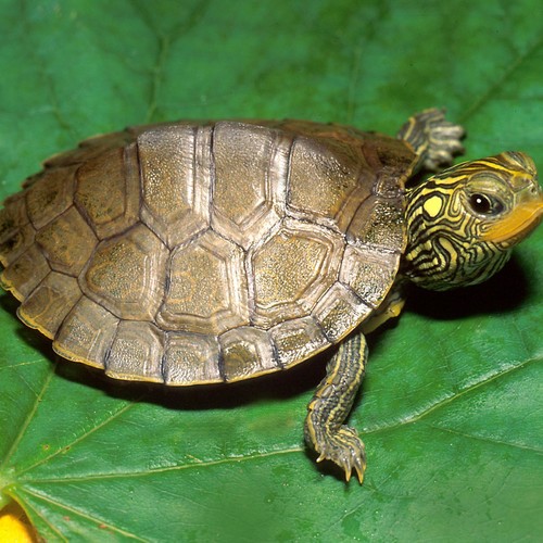 Jak dbać o żółwia?