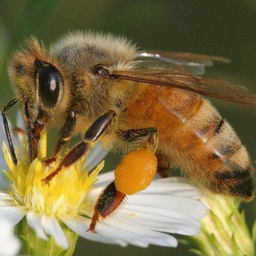 Jakie zioła mogą być pomocne w przypadku użądlenia przez pszczołę?