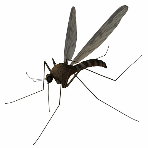 Jak przygotować naturalny środek na komary?