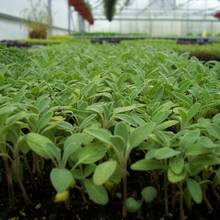 Domowe maseczki z dodatkiem szałwii