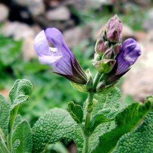 Maseczka na podrażnienia