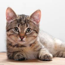 Co wyjątkowego można zrobić w Dniu Kota?