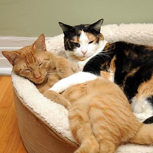 Co możesz zrobić dla swojego kota w dniu jego święta?