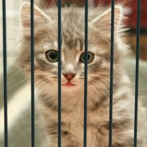 Co jeszcze można zrobić w Dniu Kota?