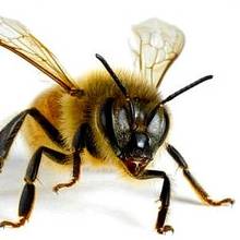 Jakich naturalnych metod można użyć w przypadku użądlenia przez pszczołę?