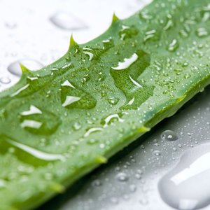 Skuteczny aloes