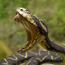 Jak postępować w przypadku ukąszenia węża?