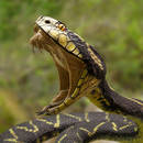 Jak postępować w przypadku ukąszenia węża?