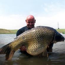 Ciekawostki o świątecznym karpiu