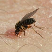 Jak się zabezpieczyć przed ukąszeniami meszek?