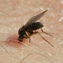 Jak się zabezpieczyć przed ukąszeniami meszek?