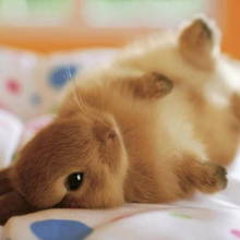 Karmienie królika – podstawowe zasady